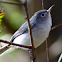 blue grey gnatcatcher