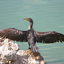Great Black Cormorant