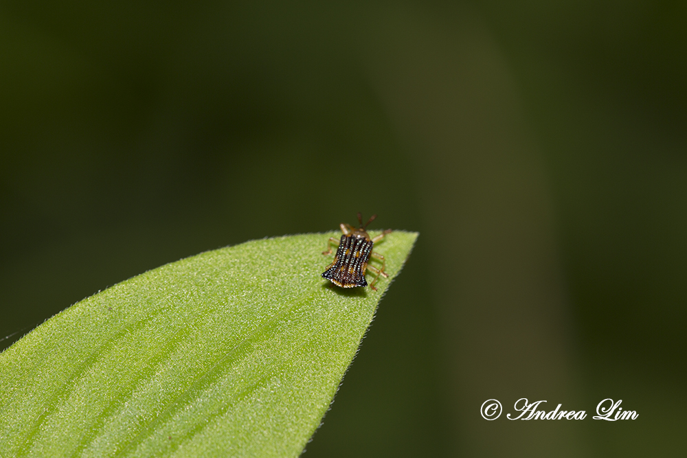 Lantana Leafminer beetle