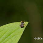 Lantana Leafminer beetle