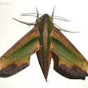 Green Hawk-Moth
