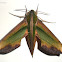 Green Hawk-Moth