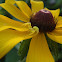 Yellow Crab Spider