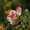 Hybrid Tea Rose