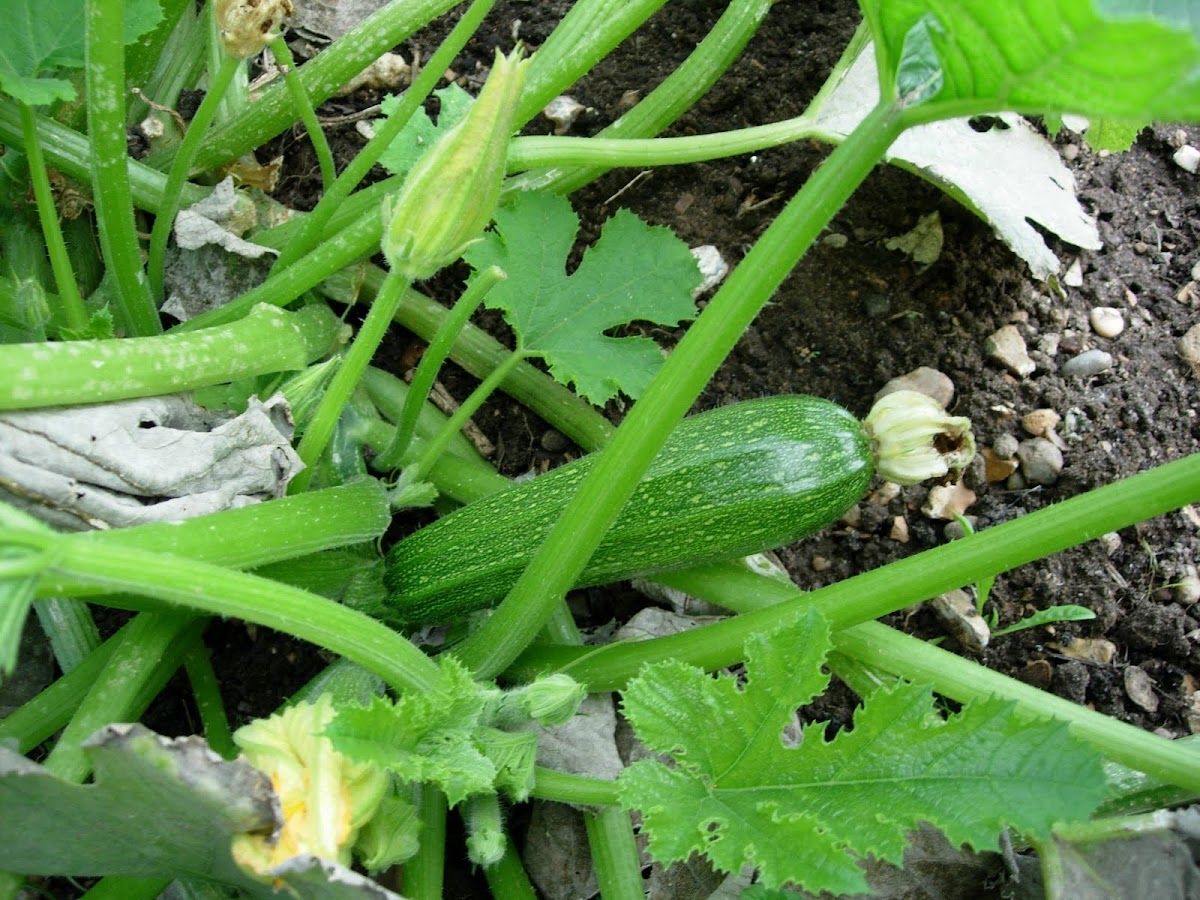 Calabacín. Courgette