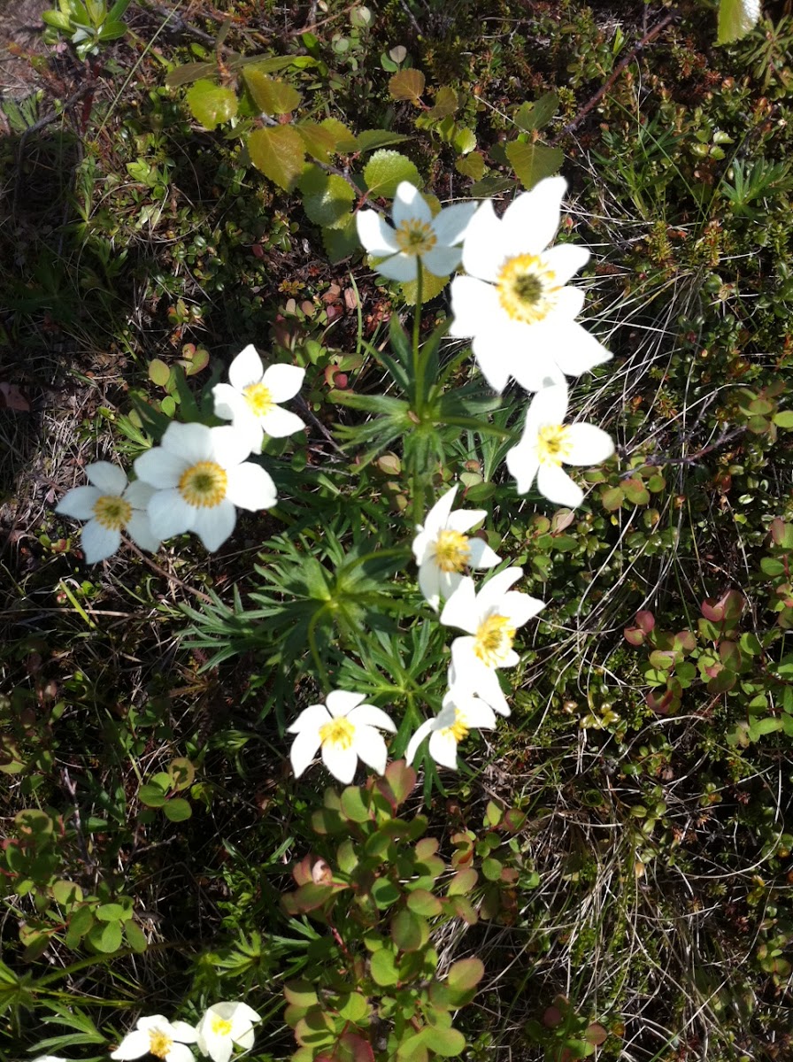 Narcissus-flowered Anemone