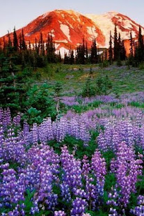 Wallpaper Nature Free HD(圖5)-速報App