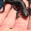 Northern crested newt