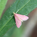 Southern Pink Moth