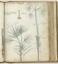 Boom op Ceylon. Singalese schalmij