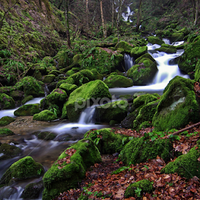 Wondrous forest V by Zoran Rudec - Landscapes Waterscapes