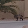 Javelina