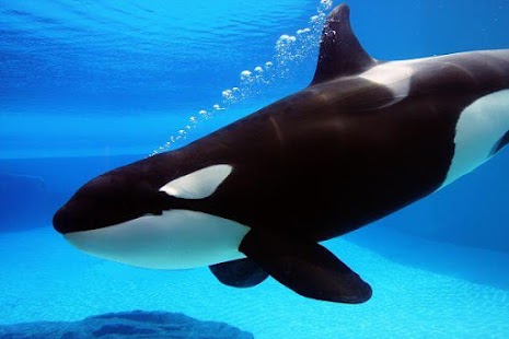 Free Download Killer Whale Wallpaper HD APK