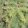 Bird's nest Spruce