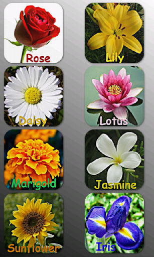 Flower Names Colors Features