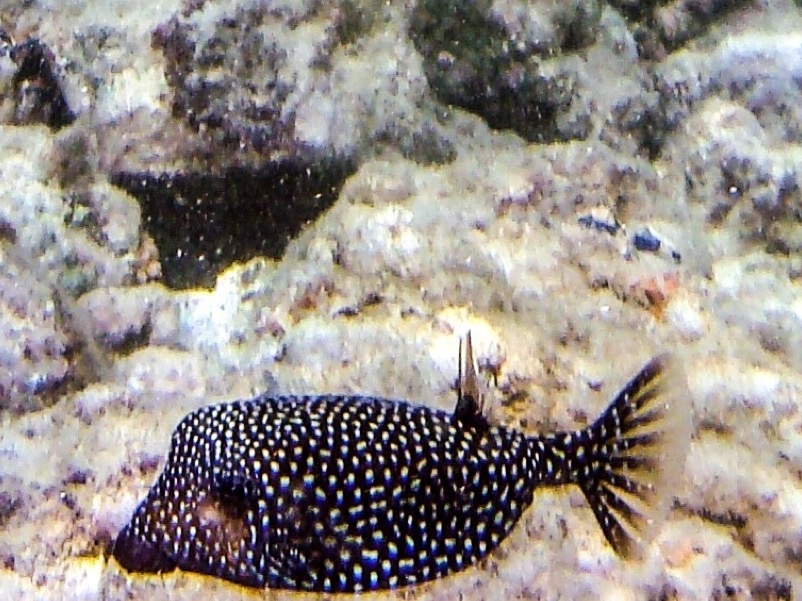 Spotted Boxfish (Female)/Moa
