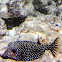 Spotted Boxfish (Female)/Moa