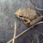 Polymorphic Robber Frog