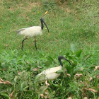 oriental ibis