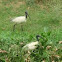 oriental ibis