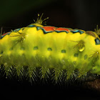 Limacodidae Moth Caterpillar