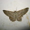 Moth