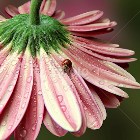 Unexpected guest by Biljana Nikolic - Flowers Single Flower
