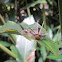 Tiger moth caterpillar