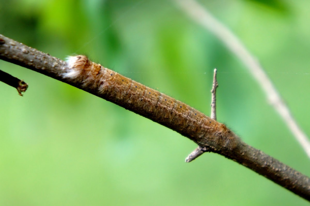 Plum Lappet Caterpillar