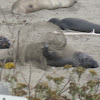 Northern Elephant Seal (male)