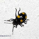 Yellow spotted Fungus Beetle
