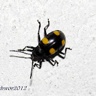 Yellow spotted Fungus Beetle