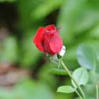 Black Cherry  Rose