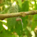 Ornate membracid