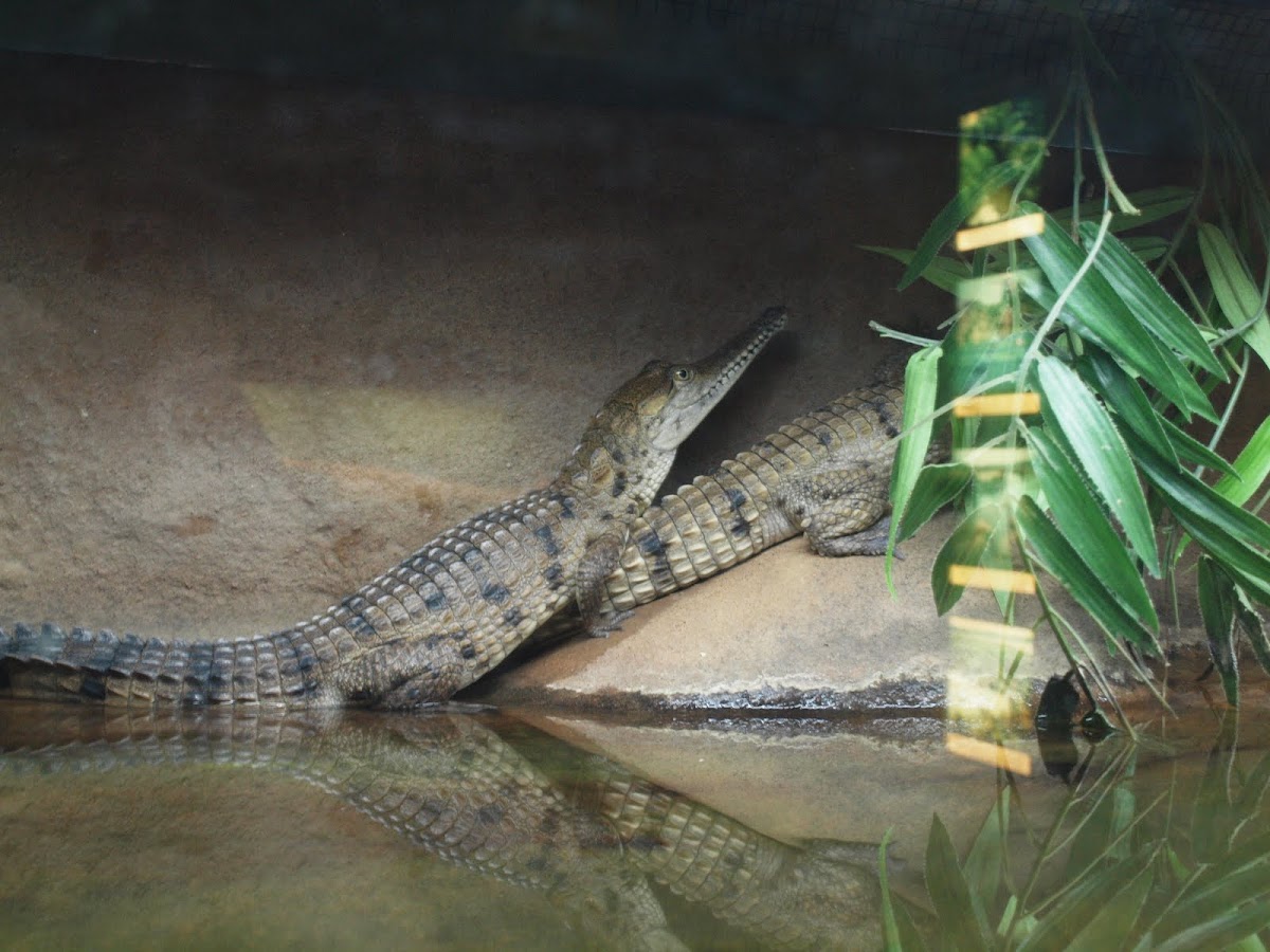Freshwater Crocodile