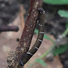 Black Looper Caterpillar