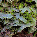 Common liverwort