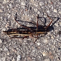 Southern two-striped walkingstick (mating pair)