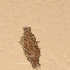 bag worm moth larva case