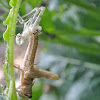 Grasshopper (nymph molting)