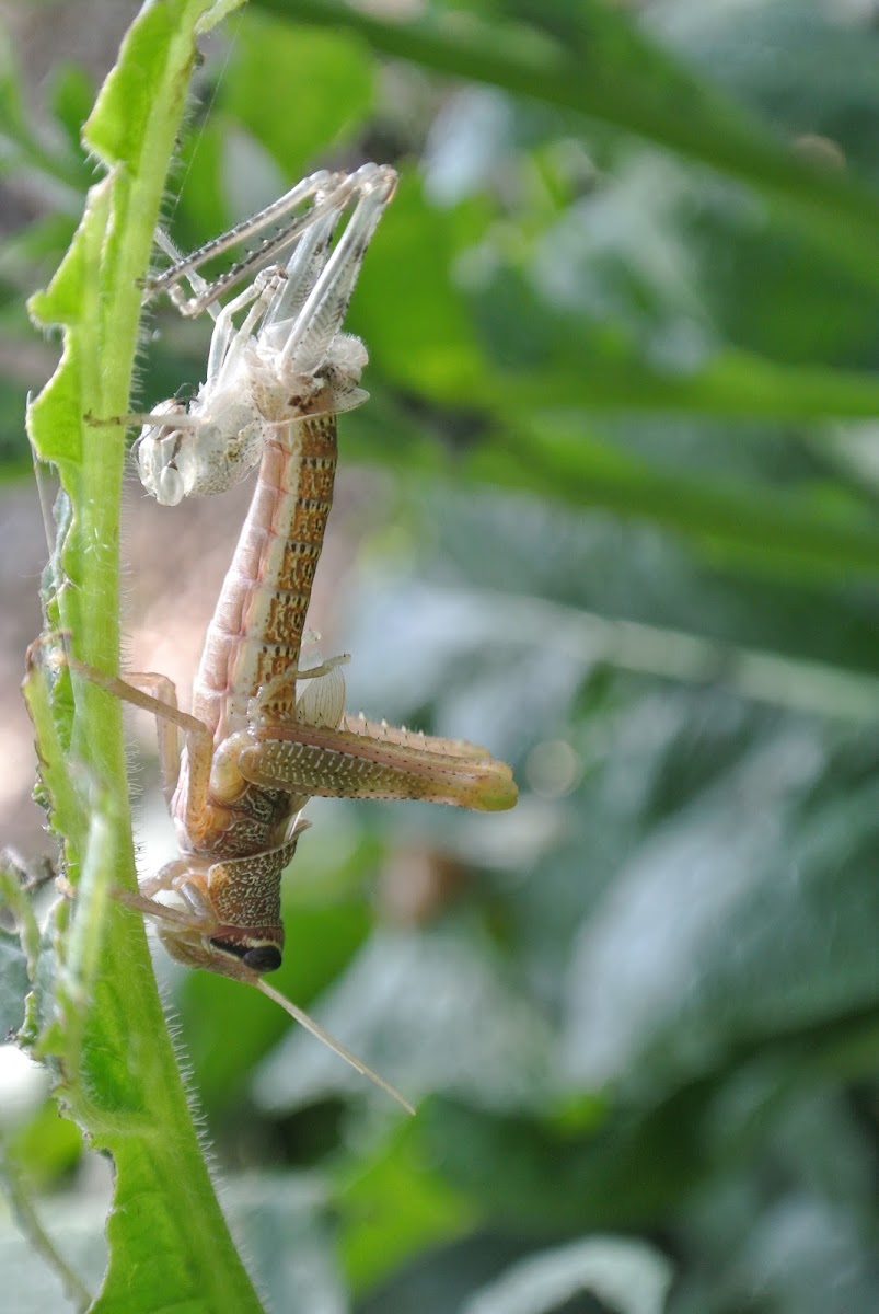 Grasshopper (nymph molting)