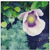 Pale lilac poppy