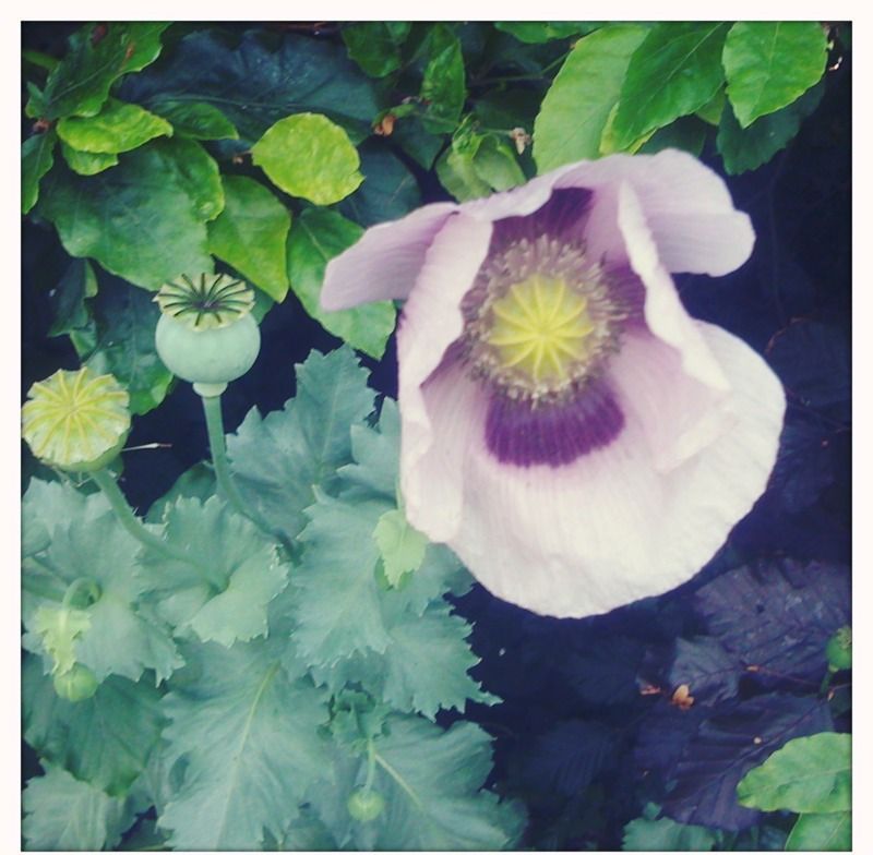 Pale lilac poppy