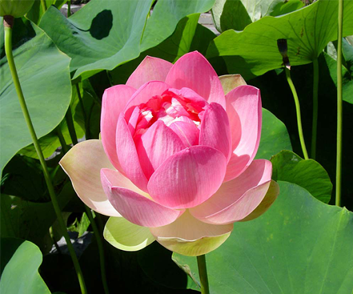 Pink Lotus Live Wallpaper