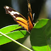 Tiger-striped leafwing