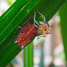 Tessaratoma papillosa nymph (with moult)