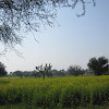 mustard field