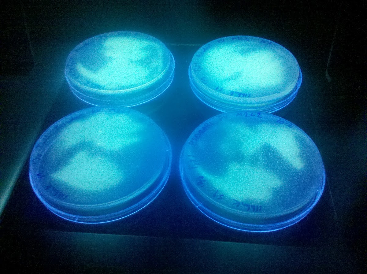 Fluorescent Pseudomonads