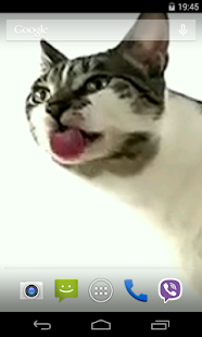 Cat licks glass Video LWP(圖3)-速報App