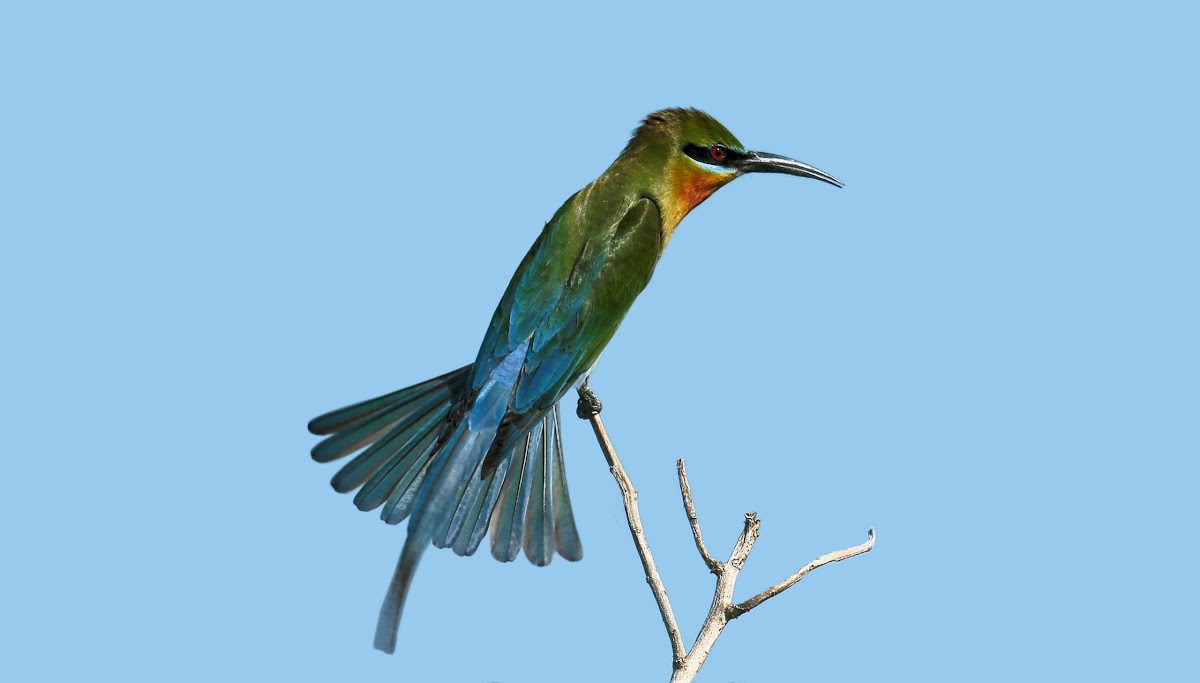 Blue tailed Bee Eater